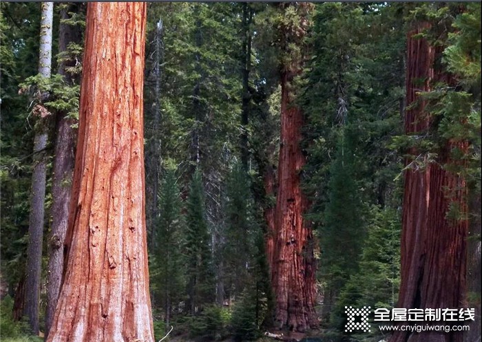 森諾給你一個來自森林的承諾，將自然的美景帶入生活的空間